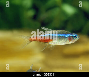 Neon Tetra, paracheirodon innesi, Aquarium Fish Stock Photo
