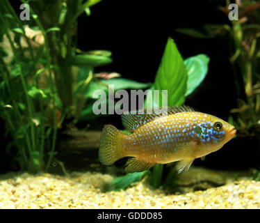 African Fish, hemichromis lifalili, Cichlid, Adult Stock Photo