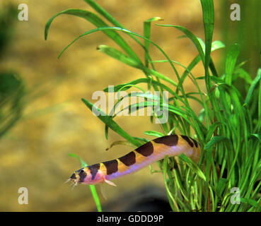 KUHLI LOACH pangio kuhli Stock Photo