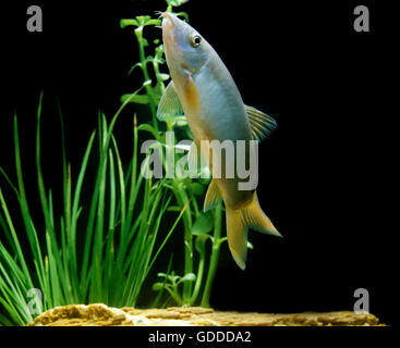 BLUE LOACH OR BLUE BOTIA botia modesta Stock Photo