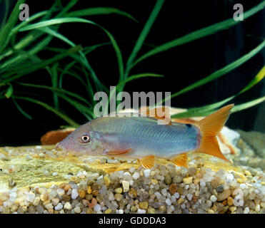 BLUE LOACH OR BLUE BOTIA botia modesta Stock Photo