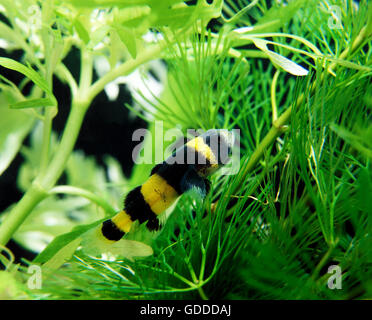Bumblebee Goby, hypogymnogobius xanthozona Stock Photo