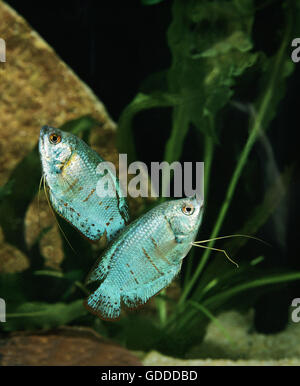 Dwarf Gourami, colisa lalia Stock Photo