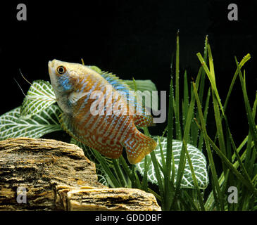 Dwarf Gourami, colisa lalia Stock Photo