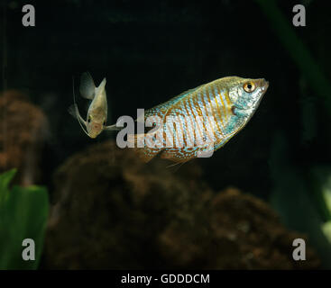 Dwarf Gourami,  colisa lalia Stock Photo