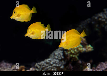 Yellow Tang Fish, zebrasoma flavescens Stock Photo