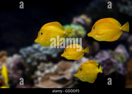 Yellow Tang Fish, zebrasoma flavescens Stock Photo