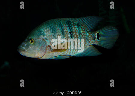 Peacock Cichlid, cichla ocellaris, Adult fish from South America Stock Photo