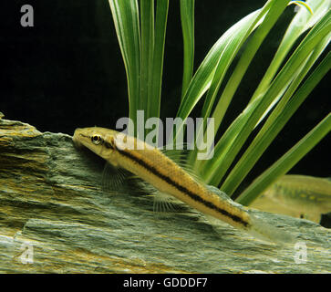 Siamese or Chinese Algae Eater, gyrinocheilus aymonieri Stock Photo