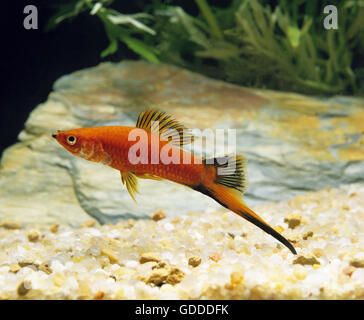 Red Wagtail Swordtail Fish, xiphophorus helleri wagtail Stock Photo