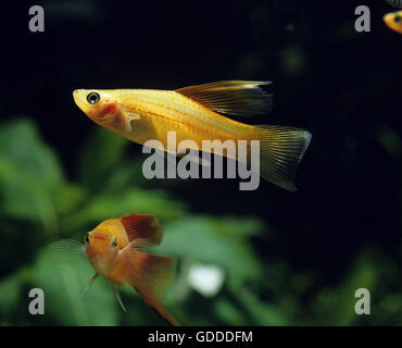 Swordtail Fish, xiphophorus helleri Stock Photo
