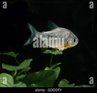 Pacu Fish, colossoma brachypomum Stock Photo
