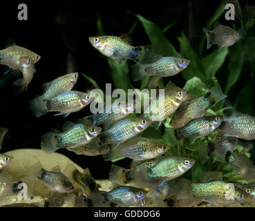 Neon Blue Platy, xiphophorus maculatus Stock Photo
