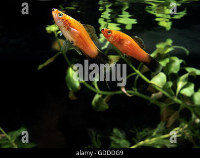 Wagtail Platy Fish, xiphophorus maculatus Stock Photo