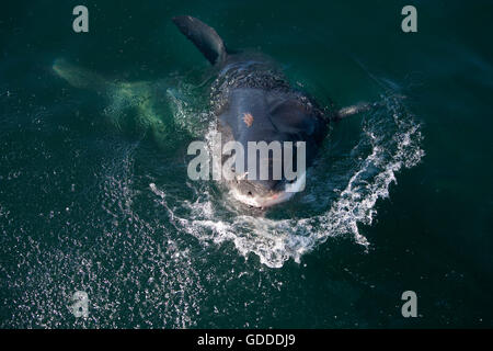 Great White Shark, carcharodon carcharias, Adult Breaching, False Bay in South Africa Stock Photo