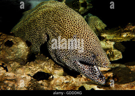 Honeycomb Moray Eel, gymnothorax favagineus, Adult with Open Mouth, South Africa Stock Photo