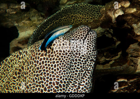 HONEYCOMB MORAY EEL gymnothorax favagineus WITH A BLUESTREAK CLEANER WRASSE labroides dimidiatus, SOUTH AFRICA Stock Photo