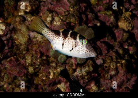Black Saddled Puffer or Valentini's Puffer,  canthigaster valentini, Adult Stock Photo