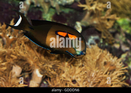 ORANGEBANK SURGEONFISH OR ORANGESPOT SURGEONFISH acanthurus olivaceus Stock Photo