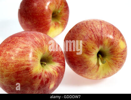 Royal Gala Apples, malus domestica  against White Background Stock Photo