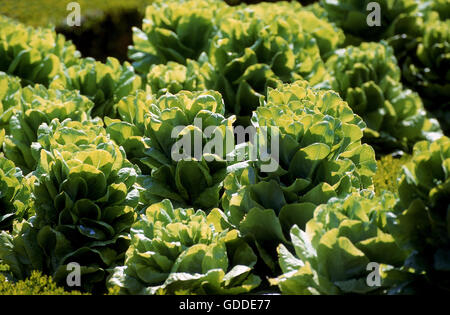 Dynamo Lettuce, lactuca sativa Stock Photo