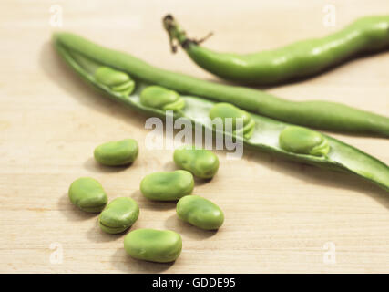 Fresh Broad Beans, vicia faba Stock Photo