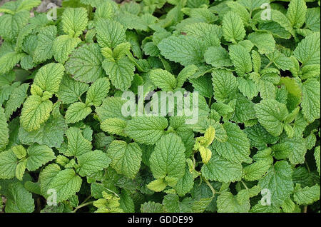 LEMON BALM melissa officinalis Stock Photo