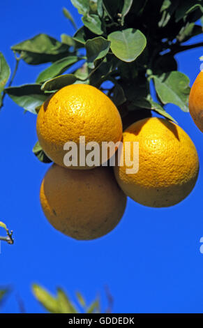 Oranges, citrus sinensis, against Blue Sky, Orange Tree in Australia Stock Photo