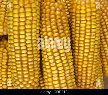 CORN COB zea mays Stock Photo