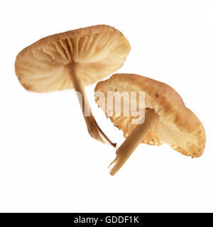 Fairy Ring Mushroom,  marasmius oreades, Edible Mushrooms Stock Photo