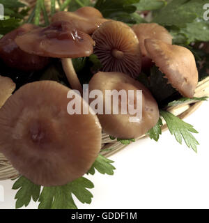 Fairy Ring Mushroom,  marasmius oreades, Edible Mushrooms  with Parsley Stock Photo