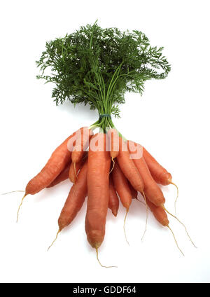 Carrots, daucus carota, Vegetables against White Background Stock Photo