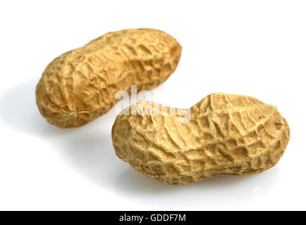 Peanuts, arachis hypogaea  against White Background Stock Photo