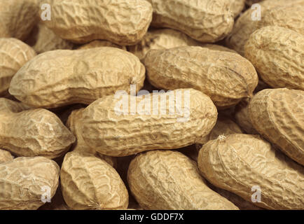 Peanuts, arachis hypogaea, Fruits against White Background Stock Photo