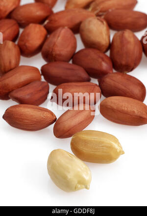 Peanuts, arachis hypogaea, Fruits against White Background Stock Photo