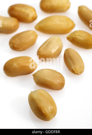 Peanuts, arachis hypogaea  against White Background Stock Photo