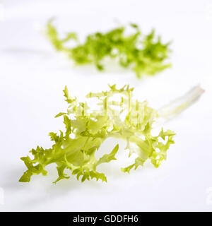 Frisee Chicory or Curly Salad, cichorium intybus, Leaves against White Background Stock Photo