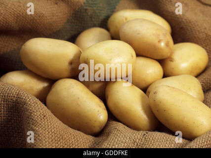 Mona Lisa Potato, solanum tuberosum Stock Photo
