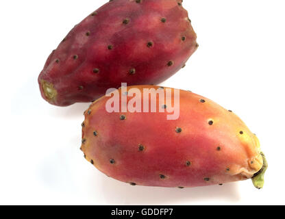 Prickly Pear Fruit, opuntia ficus-indica against White Background Stock Photo