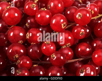 REDCURRANTS ribes rubrum ON MARKET STALL Stock Photo
