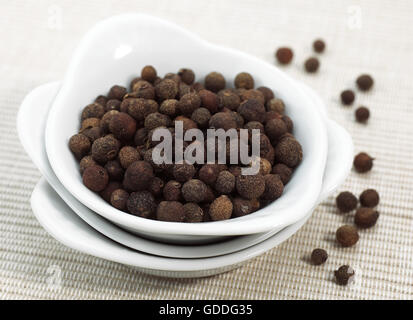 Jamaica Pepper, Pimenta dioica Stock Photo