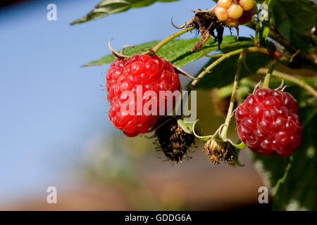 RASPBERRIES IN NORMANDY Stock Photo