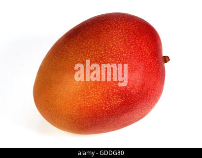 MANGO mangifera indica AGAINST WHITE BACKGROUND Stock Photo