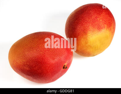 MANGO mangifera indica AGAINST WHITE BACKGROUND Stock Photo