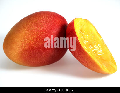 MANGO mangifera indica AGAINST WHITE BACKGROUND Stock Photo