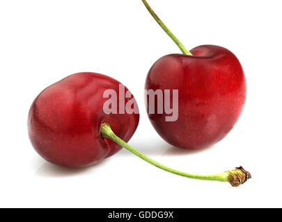 BIGARREAU CHERRIES (FRENCH SPECY) AGAINST WHITE BACKGROUND Stock Photo