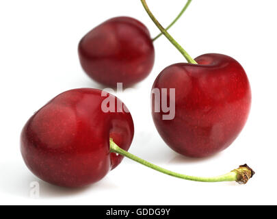 BIGARREAU CHERRIES (FRENCH SPECY) AGAINST WHITE BACKGROUND Stock Photo