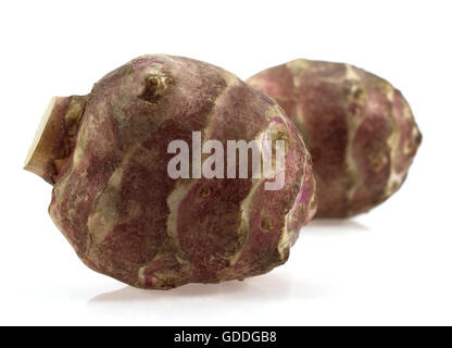 JERUSALEM ARTICHOKE helianthus tuberosus AGAINST WHITE BACKGROUND Stock Photo