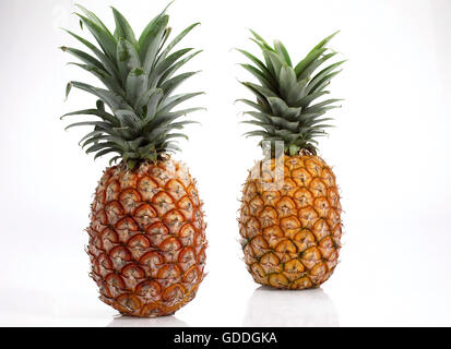 Pineapple, ananas comosus, Fruits against White Background Stock Photo