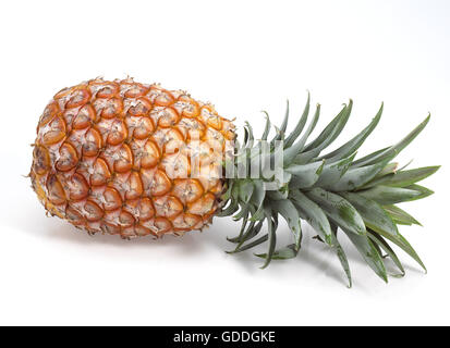 Pineapple, ananas comosus, Fruit against White Background Stock Photo
